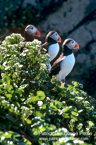 Puffin (Fratercula arctica) - Macareux moine - 17397