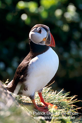 Puffin (Fratercula arctica) - Macareux moine - 17405