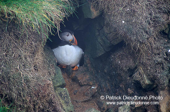 Puffin (Fratercula arctica) - Macareux moine - 17414