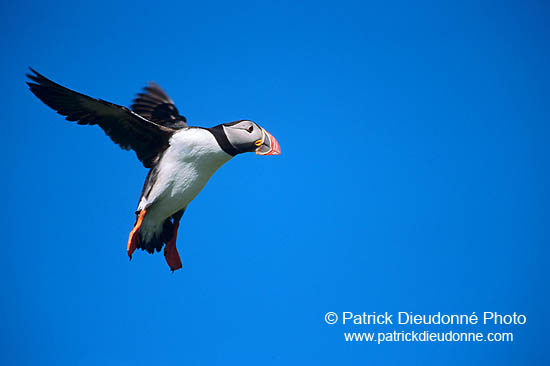 Puffin (Fratercula arctica) - Macareux moine - 17425