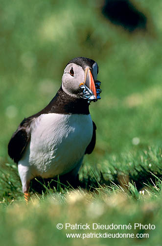 Puffin (Fratercula arctica) - Macareux moine - 17438