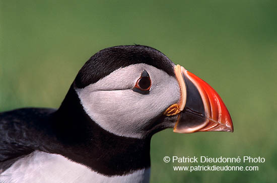 Puffin (Fratercula arctica) - Macareux moine - 17445