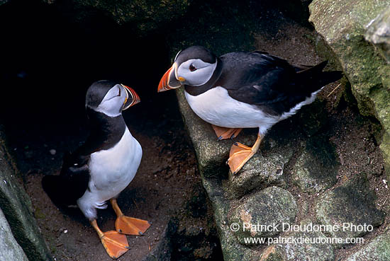 Puffin (Fratercula arctica) - Macareux moine - 17447