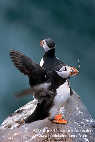 Puffin (Fratercula arctica) - Macareux moine - 17449