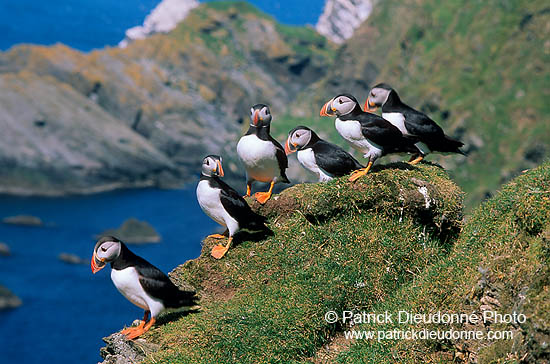 Puffin (Fratercula arctica) - Macareux moine - 17452