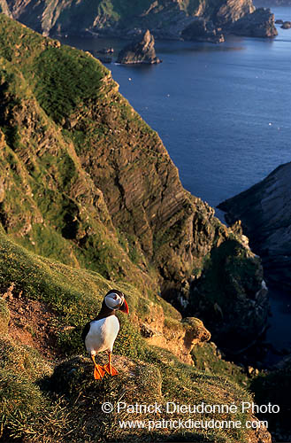 Puffin (Fratercula arctica) - Macareux moine - 17459