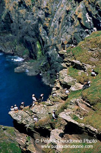 Puffin (Fratercula arctica) - Macareux moine - 17461