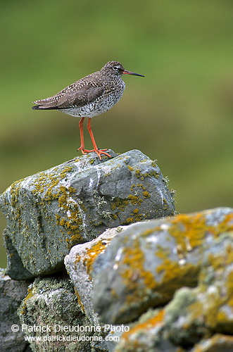 Redshank (Tringa totanus) - Chevalier gambette - 17718