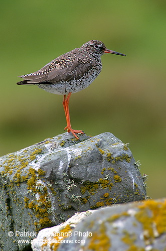 Redshank (Tringa totanus) - Chevalier gambette - 17719