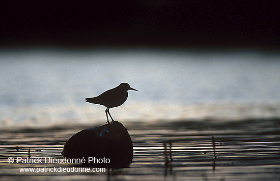 Redshank (Tringa totanus) - Chevalier gambette - 17727