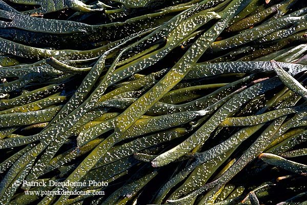 Algae, Shetland, Scotland -  Algues, Shetland  13479