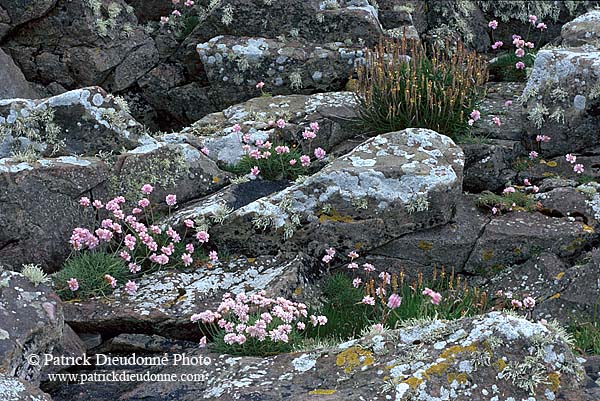 Thrift (Sea pink) and rocks, Shetland -  Arméries et rochers  13480
