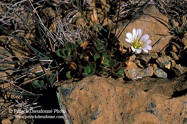 Shetland mouse-ear (Cerastium nigrescens), Keen of Hamar, Unst, Shetland  13483