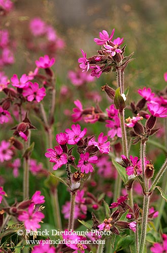 Shetland red Campion, Shetland - Compagnon rouge des Shetland  13485