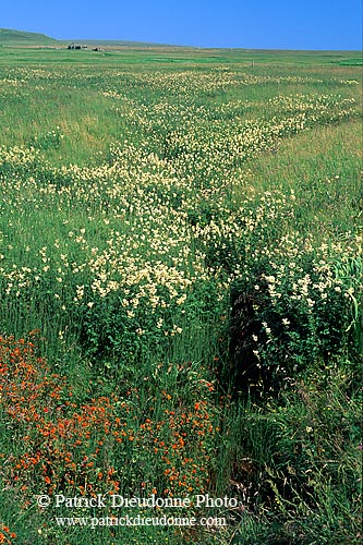 Meadow and flowers, Fetlar, shetland  - Pré fleuri, Shetland  13487