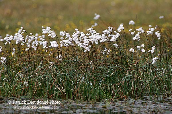 Cottongrass, Shetland - Linaigrettes, Shetland   13489