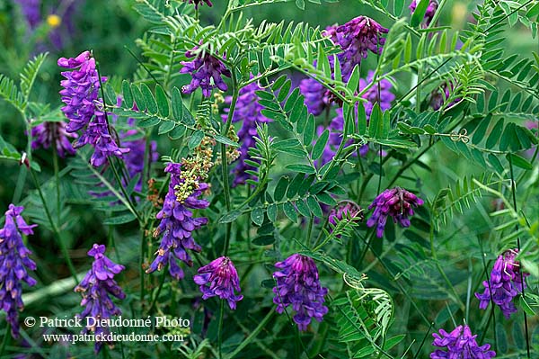 Flowers: Thufted Vetch (Vicia cracca) - Vesce cracca, Shetland  13493