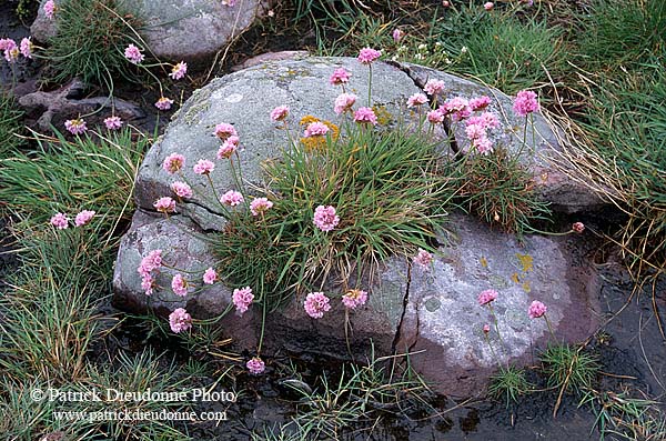 Thrift (Sea pink) and rock, Shetland, Scotland -  Arméries et rochers  13481