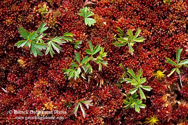 Sphagnum moss, Shetland, Scotland -  Sphaignes, Shetland  13494