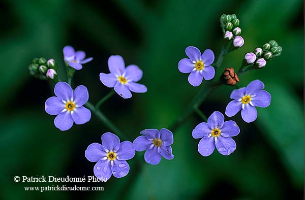 Water forget-me-not (Myosotis scorpioides) - Myosotis des marais 13496