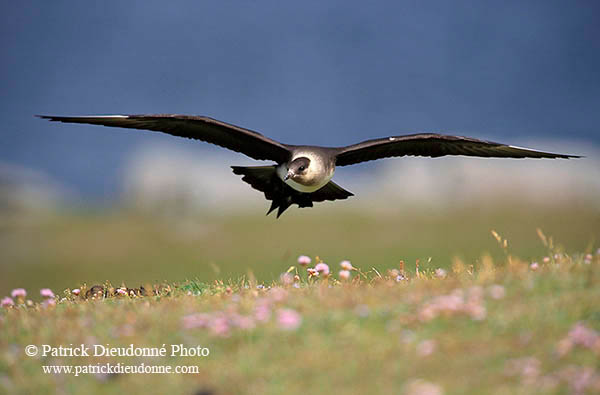 Artic skua (Stercorarius skua) in flight - Labbe parasite en vol - 11763