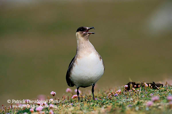 Artic skua (Stercorarius skua) - Labbe parasite 11767