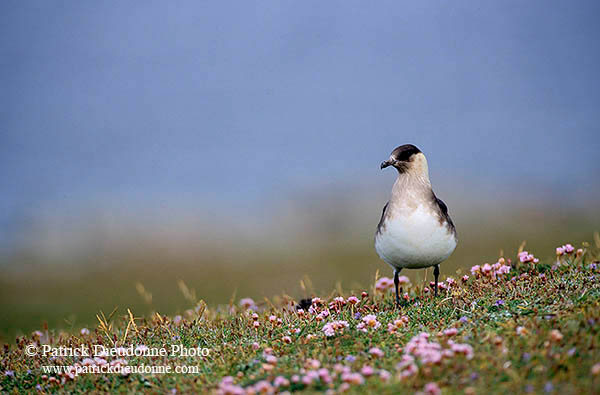 Artic skua (Stercorarius skua) - Labbe parasite 11768