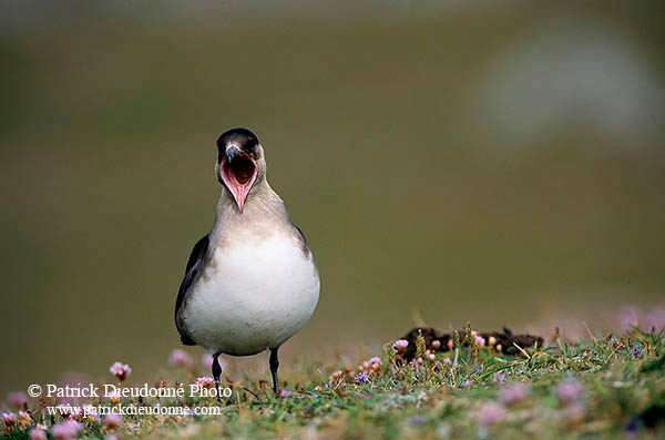 Artic skua (Stercorarius skua) - Labbe parasite 11773