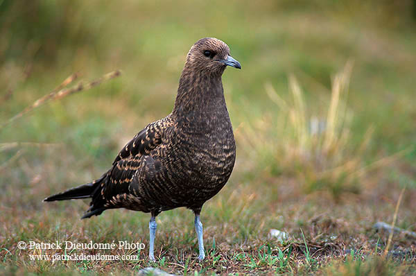 Artic skua (Stercorarius skua) - Labbe parasite 11781