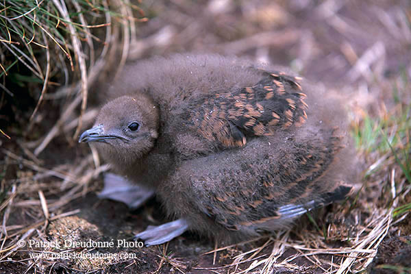 Artic skua (Stercorarius skua) - Labbe parasite 11786