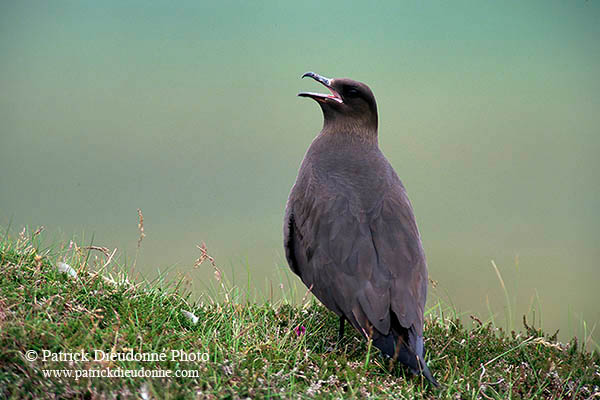 Artic skua (Stercorarius skua) - Labbe parasite 11774