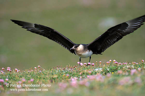 Artic skua (Stercorarius skua) - Labbe parasite 11771