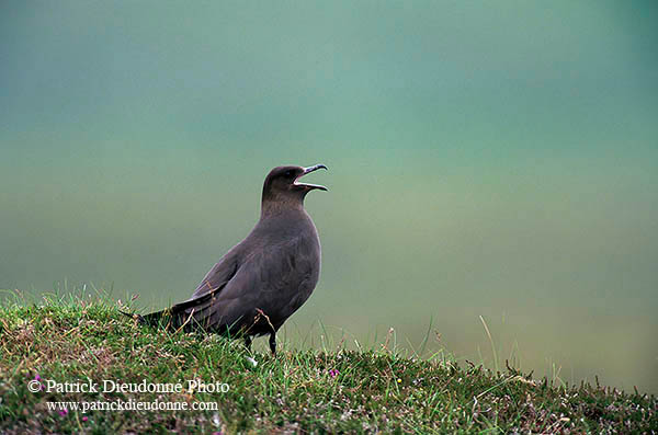 Artic skua (Stercorarius skua) - Labbe parasite 11776