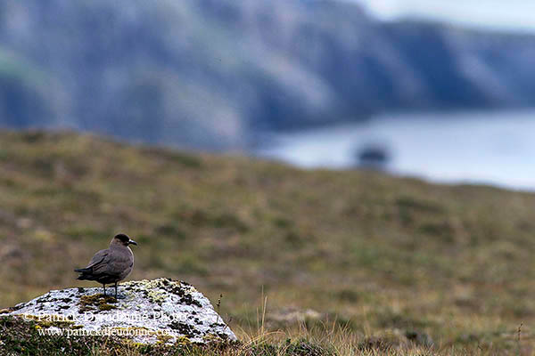 Artic skua (Stercorarius skua) - Labbe parasite 11777