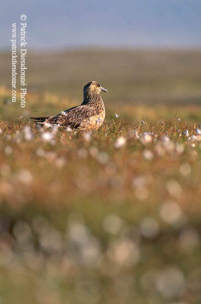 Great Skua (Stercorarius skua) - Grand labbe et linaigrettes 11708