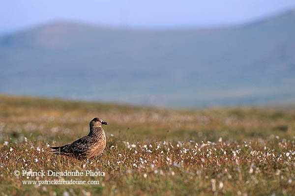 Great Skua (Stercorarius skua) - Grand labbe et linaigrettes 11710