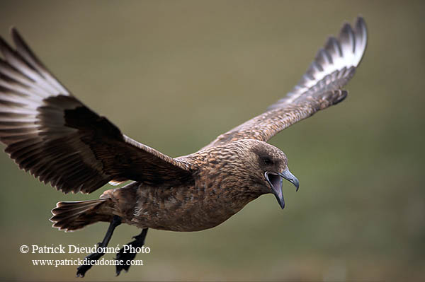 Great Skua, flight (Stercorarius skua) - Grand labbe, vol 11725