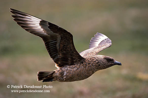 Great Skua, flight (Stercorarius skua) - Grand labbe, vol 11737