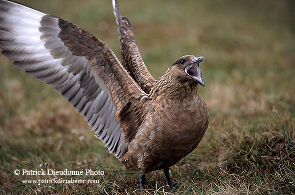 Great Skua (Stercorarius skua) - Grand labbe 11713