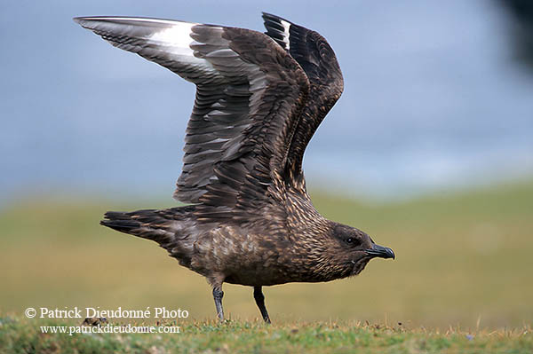 Great Skua (Stercorarius skua) - Grand labbe 11715