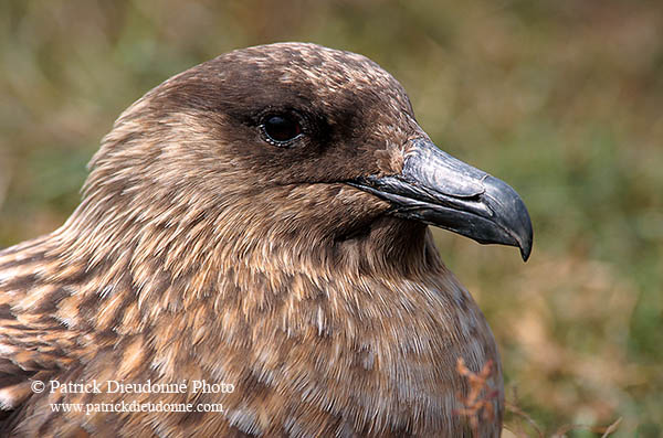 Great Skua (Stercorarius skua) - Grand labbe 11740