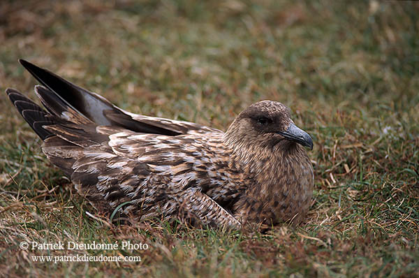 Great Skua (Stercorarius skua) - Grand labbe 11745