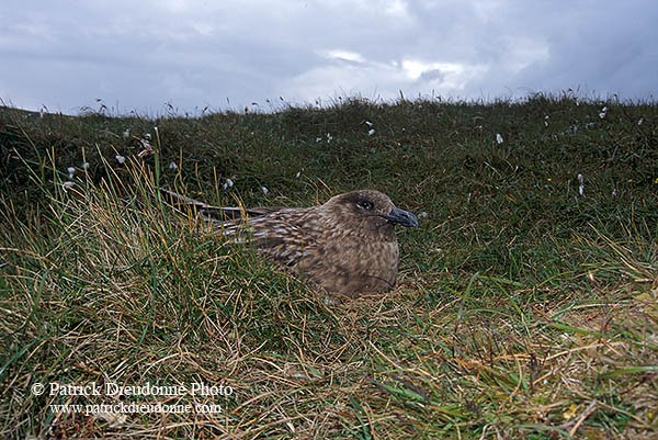 Great Skua (Stercorarius skua) - Grand labbe 11746