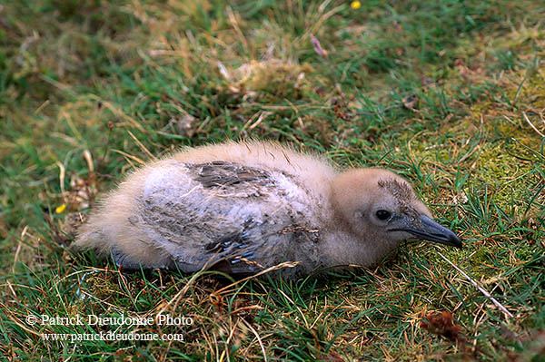 Great Skua (Stercorarius skua) - Grand labbe 11755