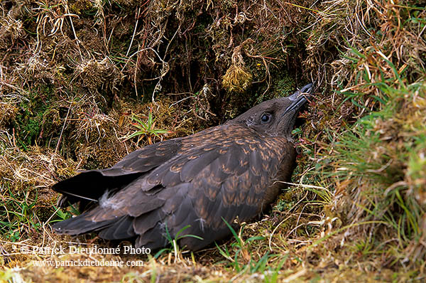 Great Skua (Stercorarius skua) - Grand labbe 11753