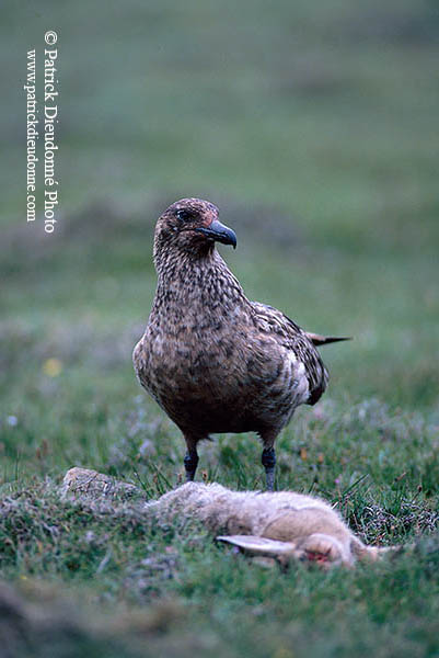 Great Skua (Stercorarius skua) - Grand labbe 11760