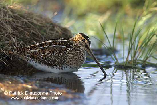 Snipe (Gallinago gallinago) - Bécassine - 17796