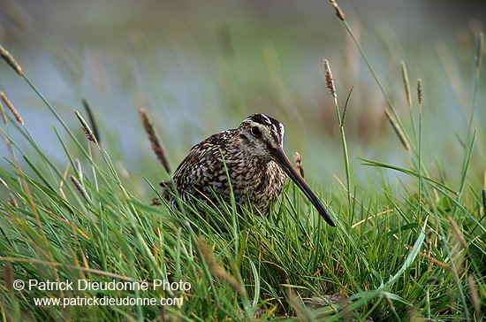 Snipe (Gallinago gallinago) - Bécassine - 17802