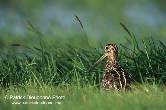 Snipe (Gallinago gallinago) - Bécassine - 17808