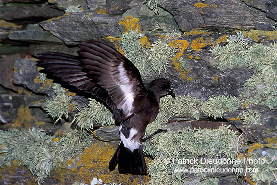 Storm Petrel (Hydrobates pelagicus) - Petrel tempête - 17335